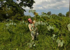 Patrick Blanc holding stems of Bauhinia pottsii with white bracteal leaves around the orange flowers, Takua Pa, Phang Nga, Thailand, Dec 2015