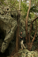Patrick Blanc holding the aerial curtain system of the very thick roots of Gaussia princeps on mogotes, Valle de Vinales, Cuba, Feb. 2017.jpeg