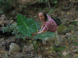 Patrick Blanc holding the big leaves of the rare Alocasia balgooyi, Lembeh, Sulawesi, Aug. 2015