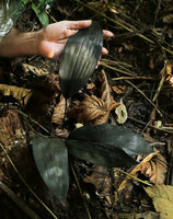 Patrick Blanc holding the blackish shiny leaves of Aspidistra babensis, in karst forest understory, Ba Be NP, Vietnam, Nov. 2017