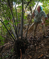 Patrick Blanc holding the blackish striate petioles of Ptisana attenuata, Col des Roussettes, New Caledonia, Aug. 2023