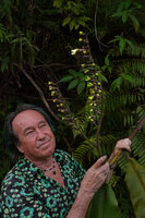 Patrick Blanc holding the branched inflorescence of Alpinia regia, Sepa 500 m asl, Seram, Moluccas, April 2024