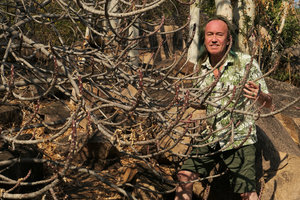 Patrick Blanc holding the branches of a leafless Euphorbia umbellata (syn. Synadenium grantii)  in dry forest understory, Lake Malawi NP, Aug. 2017