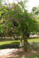 Patrick Blanc holding the branches of the arborescent Bougainvillea glabra, Curitiba, Brazil, Nov. 2011