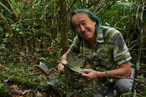 Patrick Blanc holding the brown anthocyanic bullate leaves of Phyllagathis elliptica, Mt kinabalu, 1600 m asl, Sabah, Borneo, July 2022