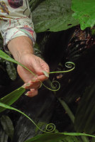 Patrick Blanc holding the coiling leaf tips of Flagellaria gigantea, Bouma Nat. Heritage Park, Taveuni, Fiji, Aug. 2016
