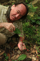 Patrick Blanc holding the creeping stem of Ficus montana with bright shiny small red figs, Wonosari, Java, May 2018