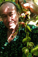 Patrick Blanc holding the flagelliflorous infructescence of a Ficus, each bright pink sycone being surrounded by inwards curved greenish bracts, Halisi, Vangunu, Solomon Islands, Sept. 2019
