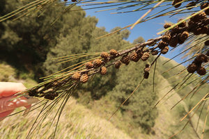 Patrick Blanc holding the fruiting branch of a female vegetative population through root suckers of Casuarina junghuhniana, Bromo caldera, Java, April 2018