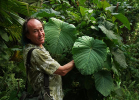 Patrick Blanc holding the huge leaves of Merremia peltata, Lembeh, Sulawesi, Aug. 2015