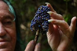 Patrick Blanc holding the infructescence with small blue iridescent berry like dry capsular fruits of Pollia thyrsiflora,, S. Kongkoi, Negeri Sembilan, Malaysia, April 2023