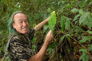Patrick Blanc holding the leaves of the climbing Ludovia integrifolia on a fallen tree, Terco, Nuqui, Choco, Colombia, Nov. 2016