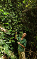 Patrick Blanc holding the long hanging stems of Aeschynanthus acuminatus, Huizhou, Guangdong, China, Aug. 2018