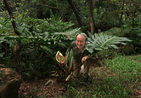 Patrick Blanc holding the open spathe of Monstera deliciosa, South China Botanical Garden, Guangzhou, China, Aug. 201