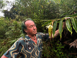 Patrick Blanc holding the pendulous inflorescence of Riedelia lanata, Anggi Lakes, 2000 m asl, Arfak Mts, West Papua, May 2025