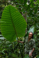 Patrick Blanc holding the petiole of Alocasia robusta, Deramakot FR, Sabah, Borneo, July 2022