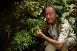 Patrick Blanc holding the stem of a Codonoboea with pectinate leaves, Harau valley, West Sumatra, Dec. 2016