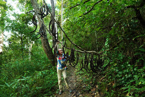 Patrick Blanc holding the stem of Mucuna macrocarpa with giant hanging blackish pods, Khun Chae NP, Thailand, Oct. 2023