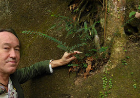 Patrick Blanc holding the stems of Phyllanthus cochinchinensis, the Peak, Hong Kong, Dec 2015