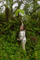 Patrick Blanc holding the thick succulent stem of the huge leaved monocaulous Elatostema seemannianum, Des Voeux peak, Taveuni, Fiji, Aug. 2016