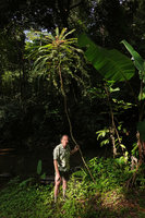 Patrick Blanc holding the thin trunk of a pseudo monocaulous Phyllanthus, Khao Lampi, Hat Thai Mueang NP, Phang Nga,Thailand, June 2019