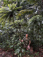 Patrick Blanc holding the trunk of a tall Phyllanthus mimosoides looking like a tree fern, Petit Bras David, Basse Terre, Guadeloupe, Frb. 2026
