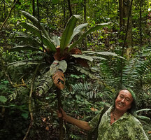 Patrick Blanc holding the trunk of the monocaulous Trigonostemon sandakanensis, Deramakot FR, Sabah, Borneo, July 2022