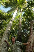Patrick Blanc holding the trunks of a Conifer, Pinus caribaea, a Monocot, Roystonea regia and a Dicot, Bursera simaruba, Las Terrazas, Cuba, Feb. 2017