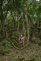 Patrick Blanc holding the woody stems of the liana Erycibe henryi, Kenting Karst Forest, Taiwan, Oct. 2015