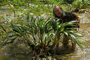 Patrick Blanc in a clump of Dicranopygium testaceum with developing infructescences, Terco, Nuqui, Choco, Colombia