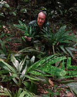 Patrick Blanc in a clump of Pinanga disticha, Lenggeng FR, Negeri Sembilan, Malaysia, April 2023