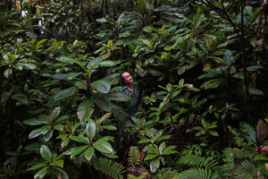 Patrick Blanc in a dense population of Cyrtandra arborescens, Manusela NP, Seram, Moluccas, April 2024