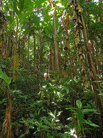 Patrick Blanc in a dense stand of the giant banana, Musa itinerans, Xishuangbanna, China, June 2016