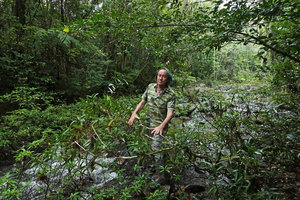 Patrick Blanc in a fast flowing forest stream, most of the background rocks covered by the rheophytic rubiaceous shrub Augusta rivalis, Mountain Pine Ridge Reserve, Belize, Jan. 2020