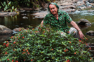 Patrick Blanc in a fast flowing stream among the rocks covered by the rheophytic Impatiens verticillata, Munnar, Kerala, India, Jan. 2023