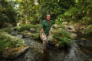 Patrick Blanc in a fast flowing stream bed among rocks covered by the rheophytic Impatiens verticillata, Munnar, Kerala, India, Jan. 2023