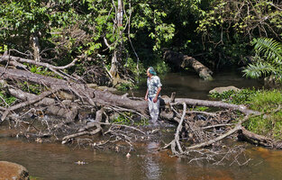 Patrick Blanc in a firest river to observe the rheophytic Anubias, Kribi, Cameroon, Sept. 2023