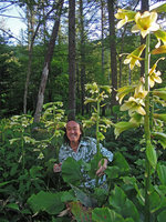 Patrick Blanc in a flowering population of Cardiocrinum cordatum var glehnii, Tokashi, Hokkaido, Japan, July 2015