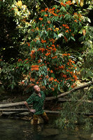 Patrick Blanc in a forest stream, under a flowering individual of Saraca declinata, Khao Sok NP, Thailand, March 2017