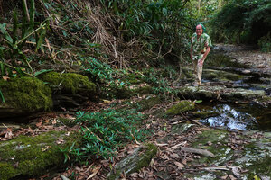 Patrick Blanc in a forest stream with the slabs covered by the rheophytic Ficus cataractorum, Touho, New Caledonia, Aug. 2023