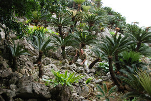 Patrick Blanc in a huge Cycas revoluta population growing on karst with Alocasia macrorrhizos and Asplenium antiquum, Dai Sekirinzan, Okinawa, Japan, April 2012