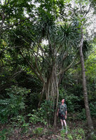 Patrick Blanc in a karst forest understory among the long secondarily thickened aerial roots of Dracaena multiflora, Malapascua, Philippines, Dec. 2024