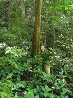 Patrick Blanc in a large vegetative stand of Amischotolype glabrata, Xishuangbanna, China, June 2016