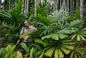 Patrick Blanc in a Licuala population, Andaman, March 2008