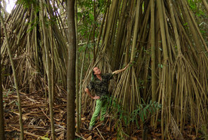 Patrick Blanc in a natural Pandanus papuanus population along forest stream, Port Moresby Botanical Garden, Papua New Guinea, March 2016