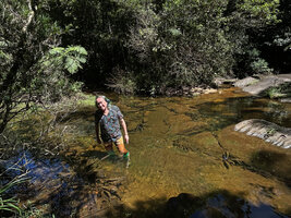 Patrick Blanc in Aponogeton rigidifolius habitat, a fast flowing brown colored clear forest stream, Sinharaja, Sri Lanka, Nov. 2024