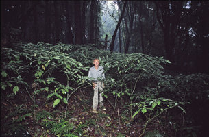 Patrick Blanc in a population of monocarpic Strobilanthes, Doi Inthanon, Thailand, 1987