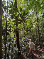 Patrick Blanc in a population of the almost monocaulous Agrostistachys indica, Sinharaja, Sri Lanka, Nov. 2024