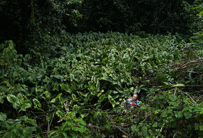 Patrick Blanc in a stagnant marsh to observe a large sagittate leaved form of Lasia spinosa, Saleman, Seram, Moluccas, April 2024
