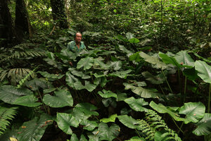 Patrick Blanc in a swampy area covered by Alocasia inornata vegetative population, Banjaran, Ipoh, Malaysia, Aug. 2018